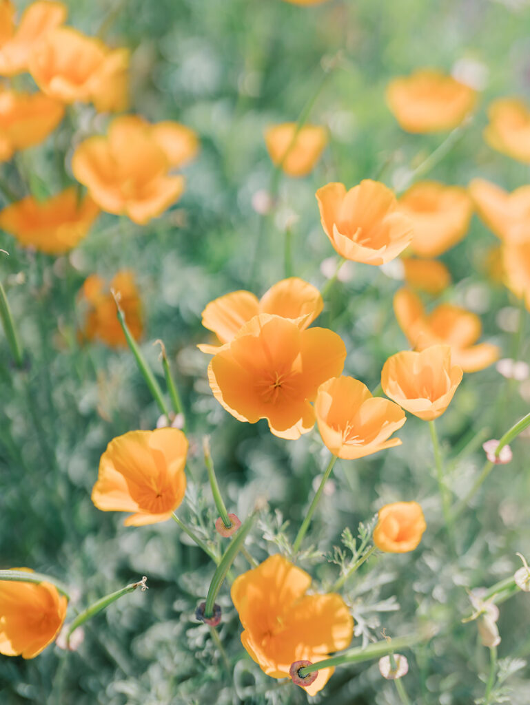 flowers at the mission San Juan Capistrano for a family session