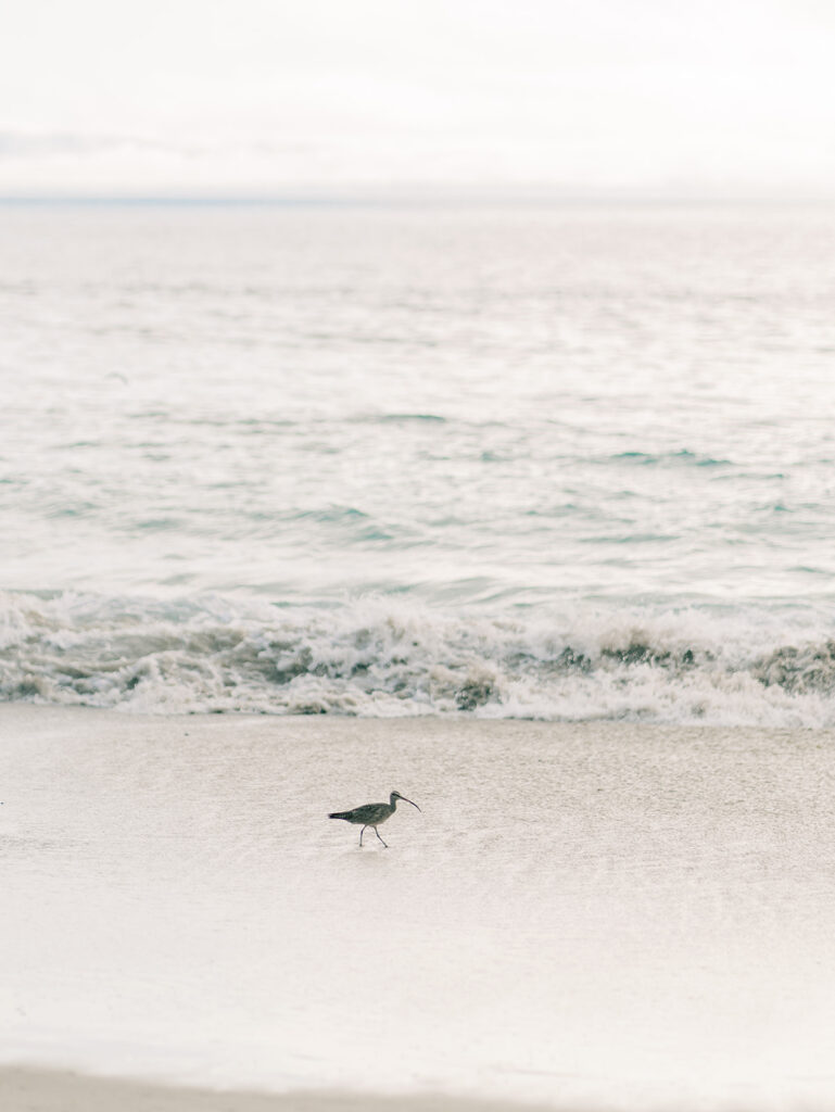 View of Laguna Bach during engagement session